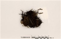 藏品(蠍尾苔屬)的圖片